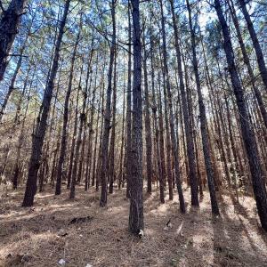 Photo #72 of SOLD property in Off Hwy 561, Halifax, NC 557.1 acres