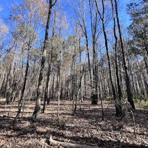 Photo #74 of SOLD property in Off Hwy 561, Halifax, NC 557.1 acres