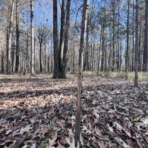 Photo #75 of SOLD property in Off Hwy 561, Halifax, NC 557.1 acres