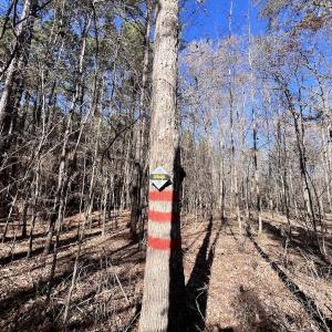 Photo #76 of SOLD property in Off Hwy 561, Halifax, NC 557.1 acres