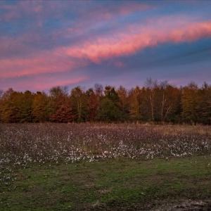 Photo #83 of SOLD property in Off Hwy 561, Halifax, NC 557.1 acres