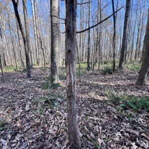 Photo #86 of SOLD property in Off Hwy 561, Halifax, NC 557.1 acres