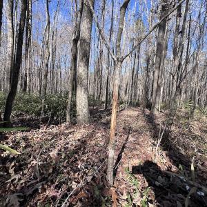Photo #87 of SOLD property in Off Hwy 561, Halifax, NC 557.1 acres