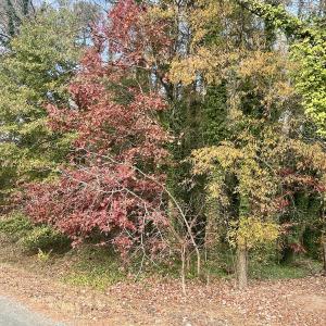 Photo #13 of Off Mid Pines Dr, Winston Salem, NC 0.5 acres