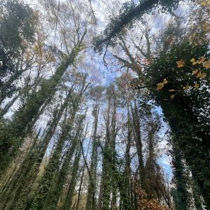 Photo #5 of Off Mid Pines Dr, Winston Salem, NC 0.5 acres