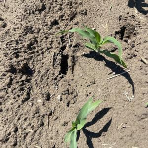Photo #4 of Off Harvest Point Road, Elizabeth City, NC 170.0 acres