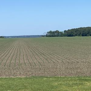 Photo #16 of Off Harvest Point Road, Elizabeth City, NC 170.0 acres
