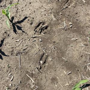 Photo #8 of Off Harvest Point Road, Elizabeth City, NC 170.0 acres