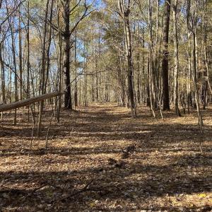 Photo #10 of Off Harvest Point Road, Elizabeth City, NC 170.0 acres
