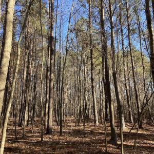 Photo #20 of Off Harvest Point Road, Elizabeth City, NC 170.0 acres