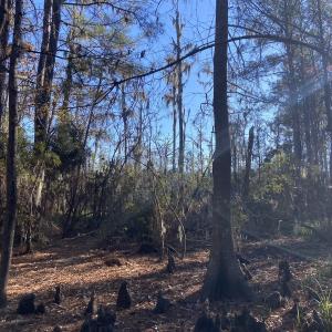 Photo #33 of Off Harvest Point Road, Elizabeth City, NC 170.0 acres