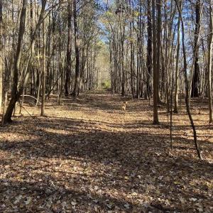 Photo #49 of Off Harvest Point Road, Elizabeth City, NC 170.0 acres