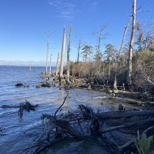 Photo #54 of Off Harvest Point Road, Elizabeth City, NC 170.0 acres