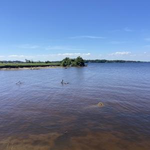 Photo #55 of Off Harvest Point Road, Elizabeth City, NC 170.0 acres