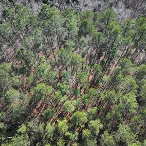 Photo #15 of SOLD property in Off River Road, Henrico, NC 2.5 acres