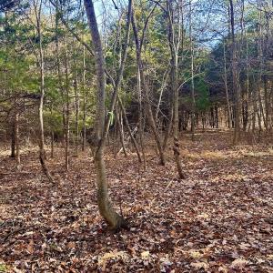 Photo #13 of SOLD property in Off Wheeler Rd, Lynchburg, VA 82.2 acres