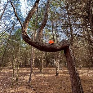 Photo #15 of SOLD property in Off Wheeler Rd, Lynchburg, VA 82.2 acres