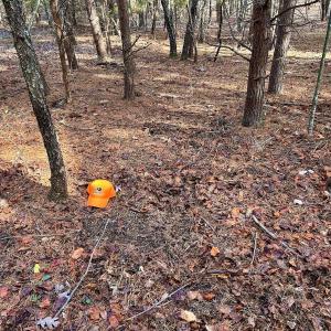 Photo #17 of SOLD property in Off Wheeler Rd, Lynchburg, VA 82.2 acres