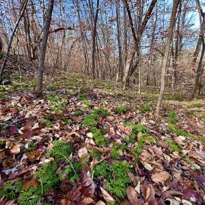 Photo #25 of SOLD property in Off Wheeler Rd, Lynchburg, VA 82.2 acres