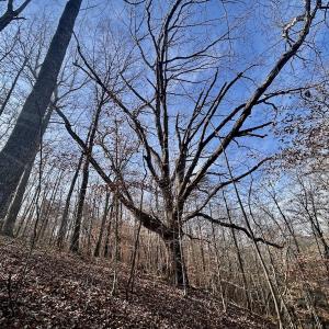 Photo #37 of SOLD property in Off Wheeler Rd, Lynchburg, VA 82.2 acres