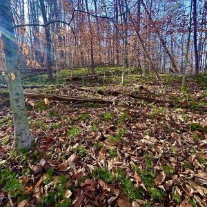 Photo #42 of SOLD property in Off Wheeler Rd, Lynchburg, VA 82.2 acres