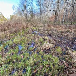 Photo #47 of SOLD property in Off Wheeler Rd, Lynchburg, VA 82.2 acres