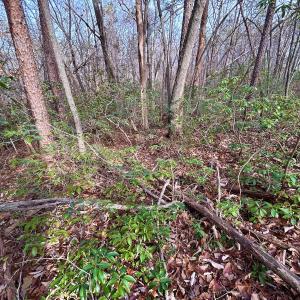 Photo #64 of SOLD property in Off Wheeler Rd, Lynchburg, VA 82.2 acres