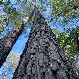 Photo #20 of SOLD property in Off Wo Johnston Ave , Rocky Point, NC 12.0 acres