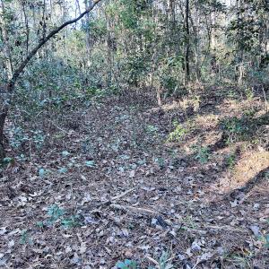 Photo #8 of SOLD property in Off Wo Johnston Ave , Rocky Point, NC 12.0 acres