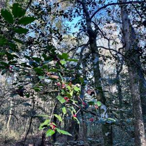 Photo #11 of SOLD property in Off Wo Johnston Ave , Rocky Point, NC 12.0 acres