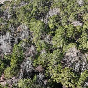 Photo #12 of SOLD property in Off Wo Johnston Ave , Rocky Point, NC 12.0 acres
