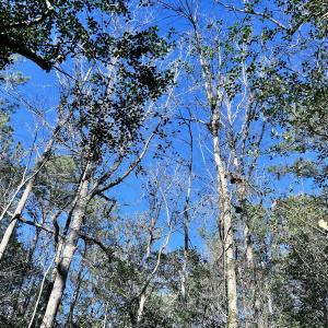Photo #14 of SOLD property in Off Wo Johnston Ave , Rocky Point, NC 12.0 acres