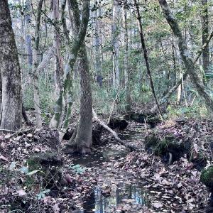 Photo #15 of SOLD property in Off Wo Johnston Ave , Rocky Point, NC 12.0 acres