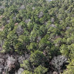 Photo #23 of SOLD property in Off Wo Johnston Ave , Rocky Point, NC 12.0 acres