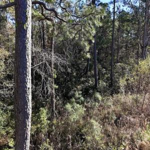 Photo #36 of SOLD property in Off Wo Johnston Ave , Rocky Point, NC 12.0 acres