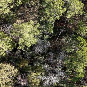 Photo #38 of SOLD property in Off Wo Johnston Ave , Rocky Point, NC 12.0 acres
