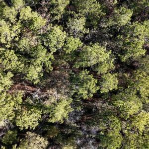 Photo #39 of SOLD property in Off Wo Johnston Ave , Rocky Point, NC 12.0 acres