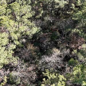 Photo #40 of SOLD property in Off Wo Johnston Ave , Rocky Point, NC 12.0 acres