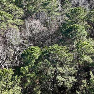Photo #41 of SOLD property in Off Wo Johnston Ave , Rocky Point, NC 12.0 acres