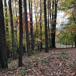 Photo #16 of SOLD property in Off Seven Island Road, Danbury, NC 27.6 acres