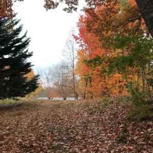 Photo #17 of SOLD property in Off Seven Island Road, Danbury, NC 27.6 acres