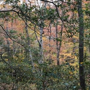 Photo #18 of SOLD property in Off Seven Island Road, Danbury, NC 27.6 acres