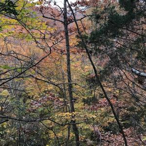Photo #19 of SOLD property in Off Seven Island Road, Danbury, NC 27.6 acres