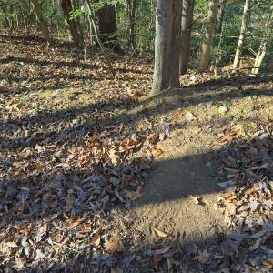 Photo #48 of SOLD property in Off Seven Island Road, Danbury, NC 27.6 acres