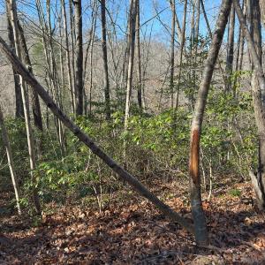Photo #49 of SOLD property in Off Seven Island Road, Danbury, NC 27.6 acres