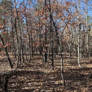 Photo #24 of SOLD property in Off North Forsythe Ln, Cameron, NC 6.0 acres