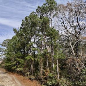 Photo #15 of Off Steeple Lake Road, La Grange, NC 1.4 acres