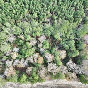 Photo #16 of Off Steeple Lake Road, La Grange, NC 1.4 acres