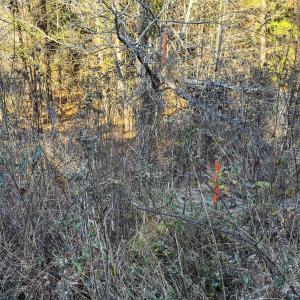 Photo #17 of Lot-5, Off Park Springs Road, Providence, NC 11.2 acres