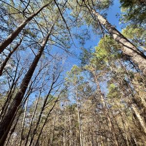 Photo #11 of 130 Bayview Court, New London, NC 1.3 acres